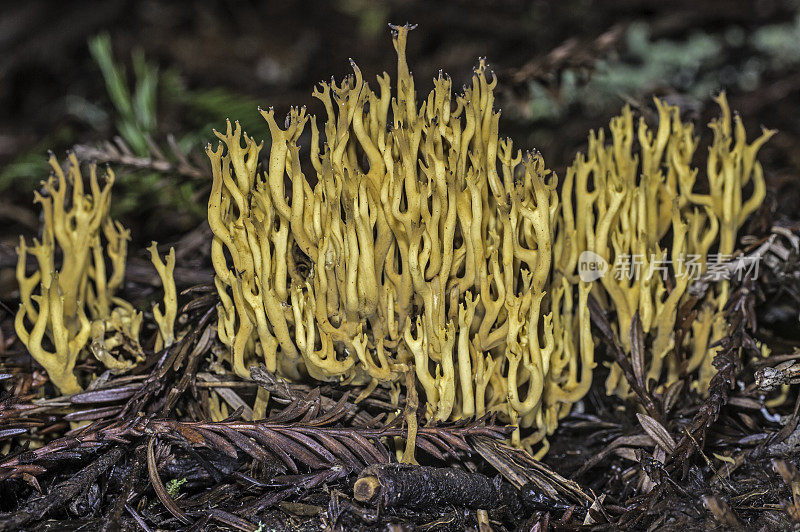 蘑菇,Phaeoclavulina myceliosa;阿姆斯特朗红木国家自然保护区是加利福尼亚州的一个国家公园。